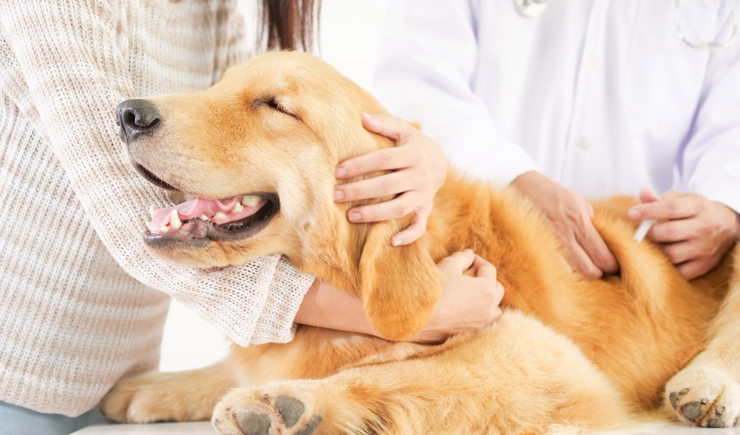 desexing large breed dogs